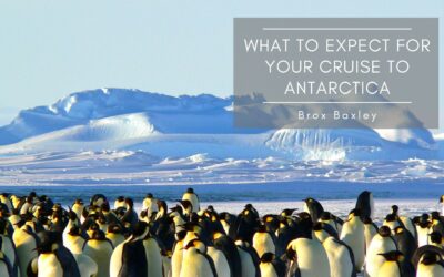 What to Expect for Your Cruise to Antarctica